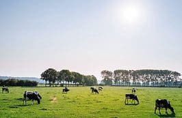 A herd of cows grazing in the grass.