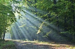 A forest with sun shining through the trees.