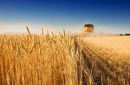 A tractor is driving through the wheat field.