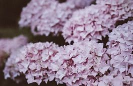 A close up of some purple flowers