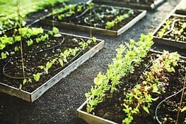 A group of plants that are growing in the ground.