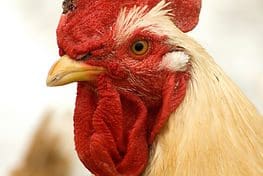 A close up of a chicken with red feathers