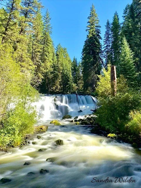 A waterfall in the middle of a forest.